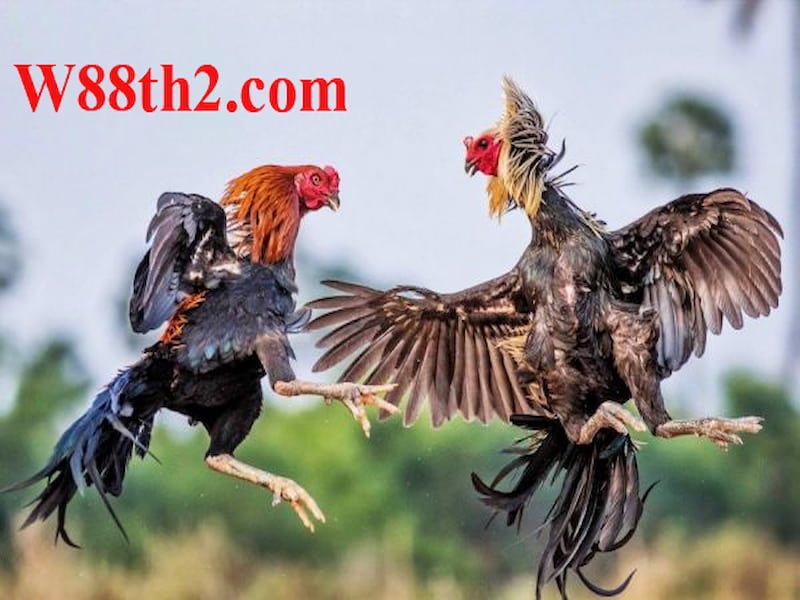 ไก่ชนออนไลน์ ไก่ชนออนไลน์