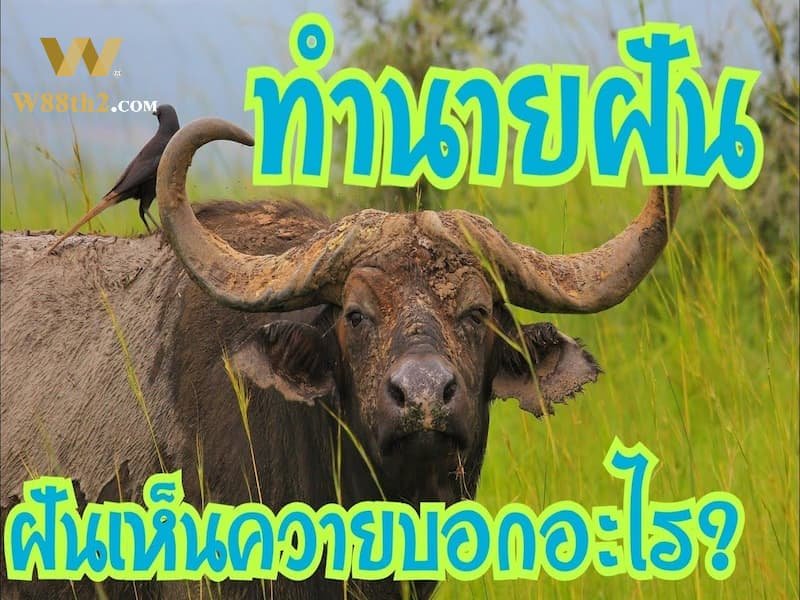 ฝันเห็นควายไถนา ฝันเห็นควายไถนา